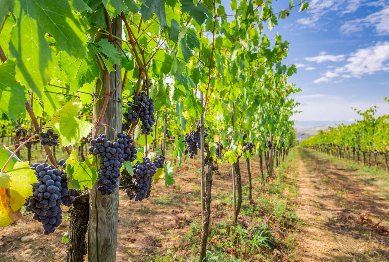 Temecula Valley Wine Country